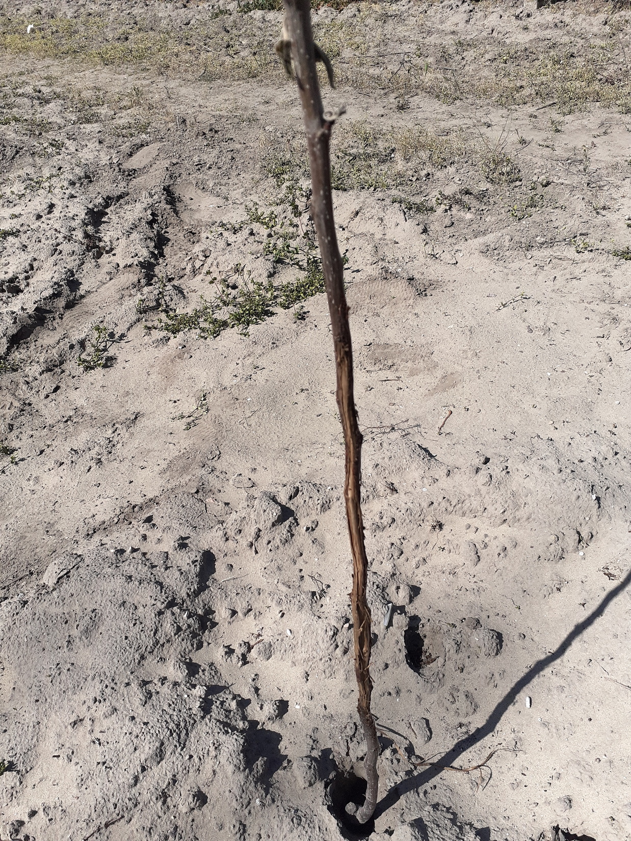 Őz vadkár alma suhángon