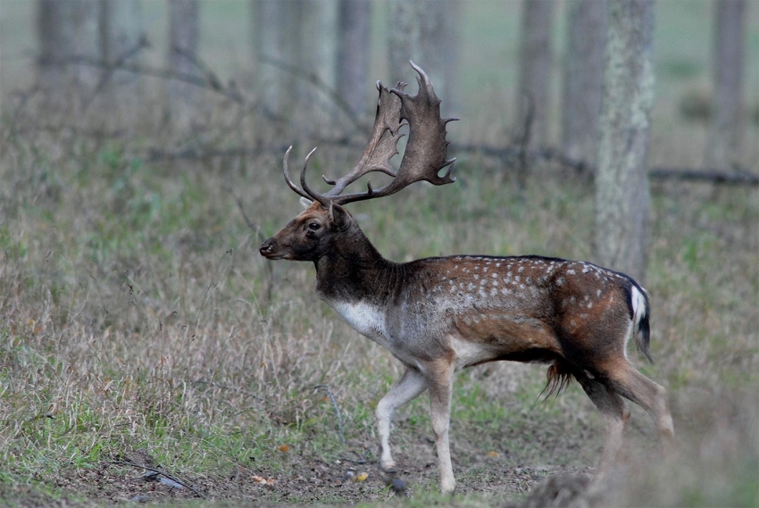 dámszarvasbika - vadkárbecslő