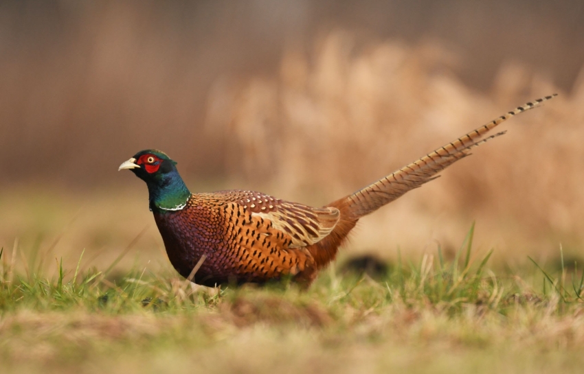 fácánkakas - vadkárbecslő
